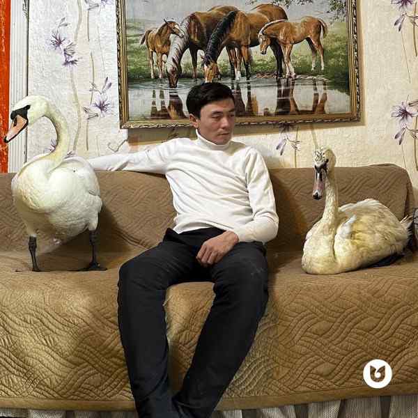 Бауыржан Жакупов - Мен аққумын жаралы